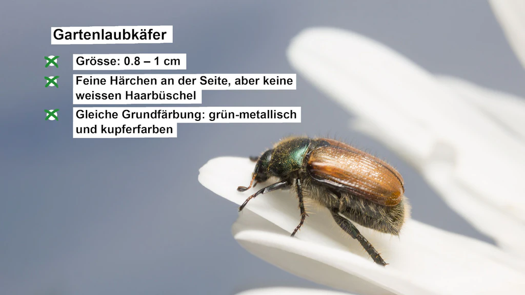 Steckbrief mit Angaben über den Gartenlaubkäfer