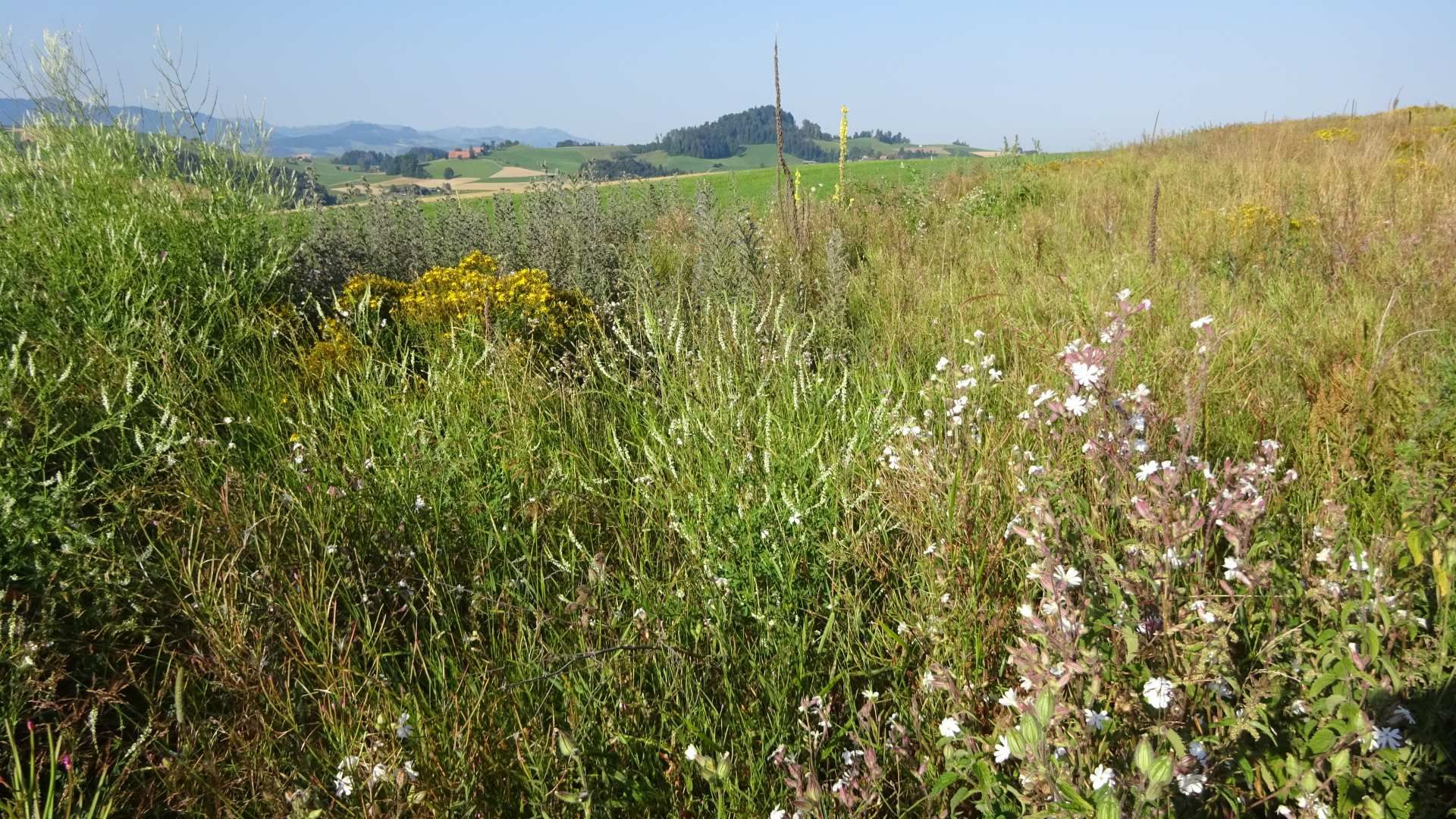mehrjährige Buntbrache mit Blumen und Kräutern