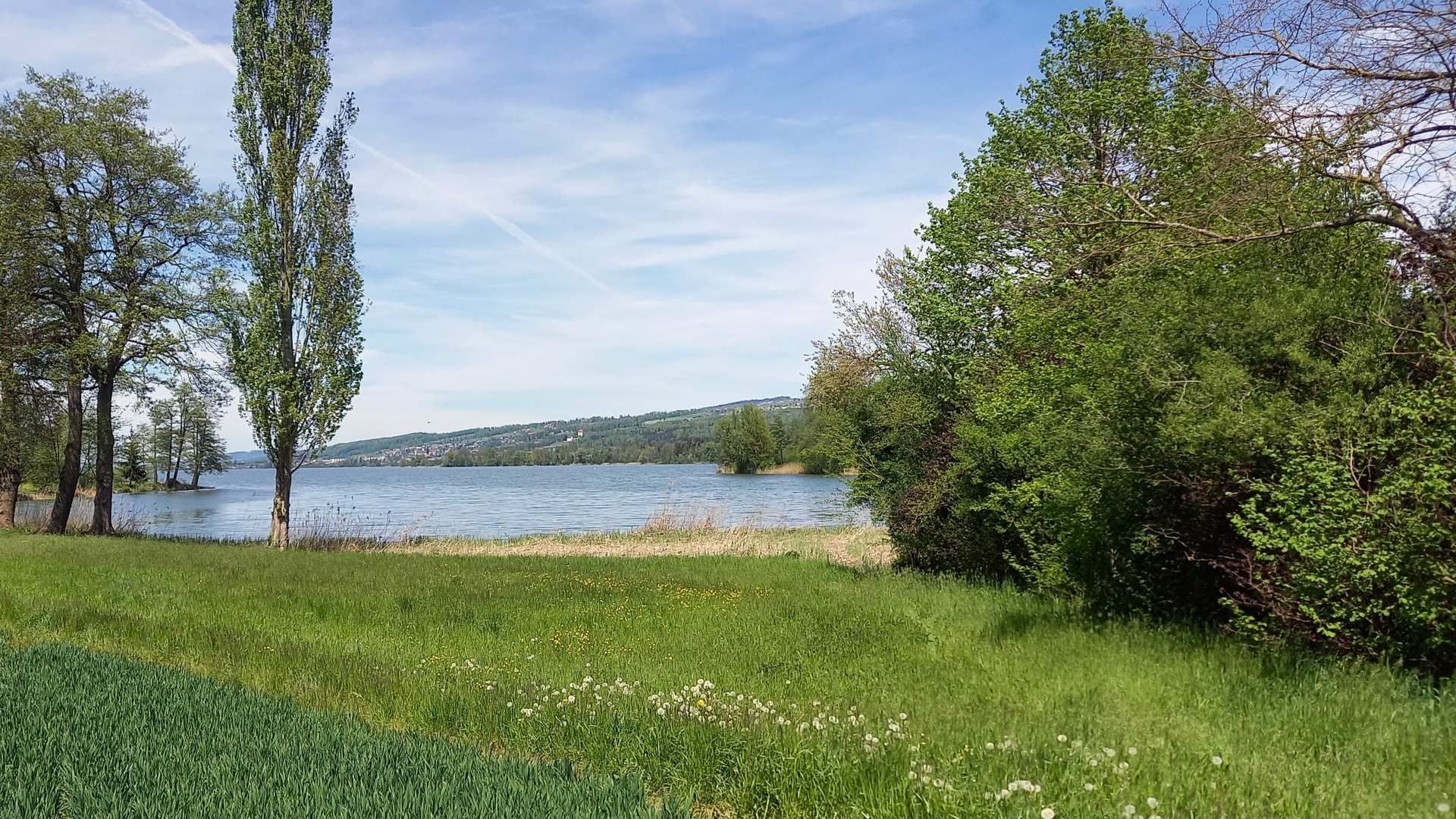 Uferwiese mit Weiden