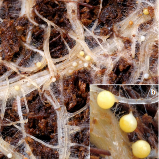 Racine de pomme de terre infectée par Globodera spp