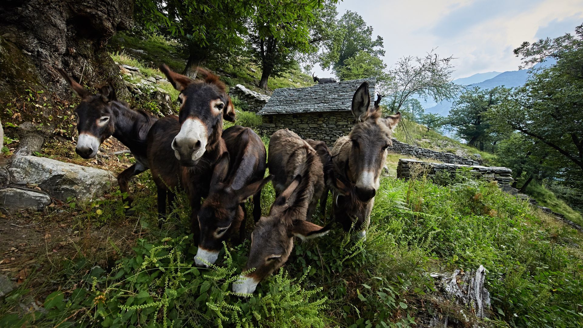 Esel auf einer Weide