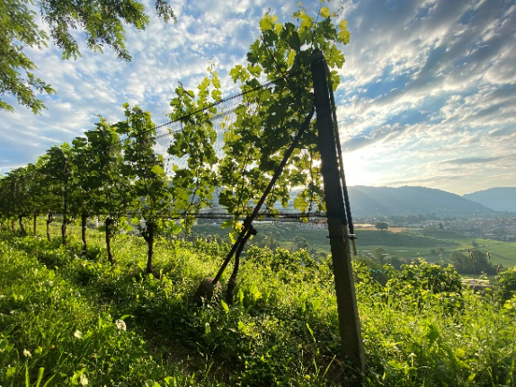 Rebberg