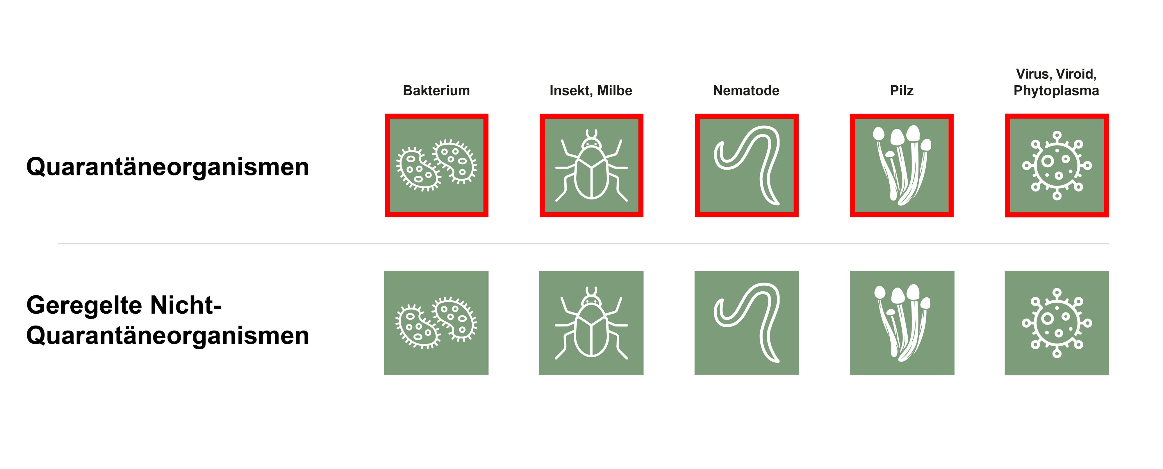 Übersicht der 5 der Quarantäneorganismen und der geregelten nicht-Quarantäneorganismen