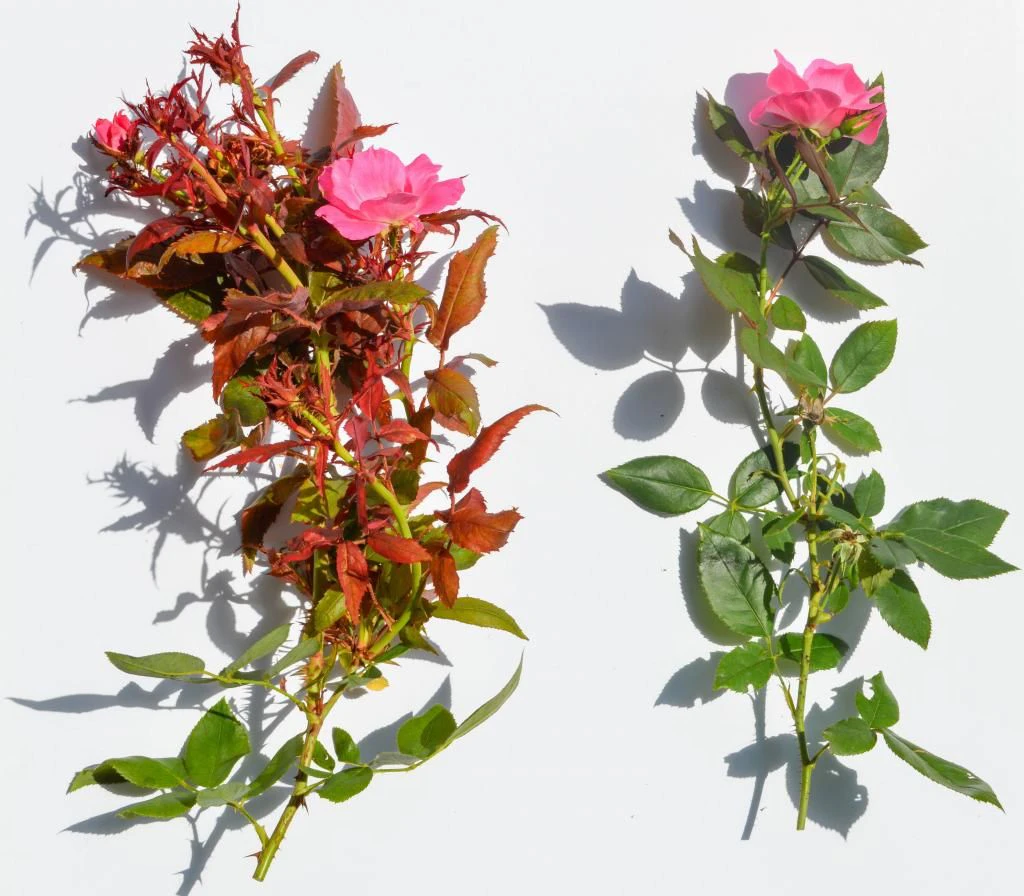 Links: Mit Emaravirus rosae infizierte Rose „Radrazz” – Rechts: gesunde Rose