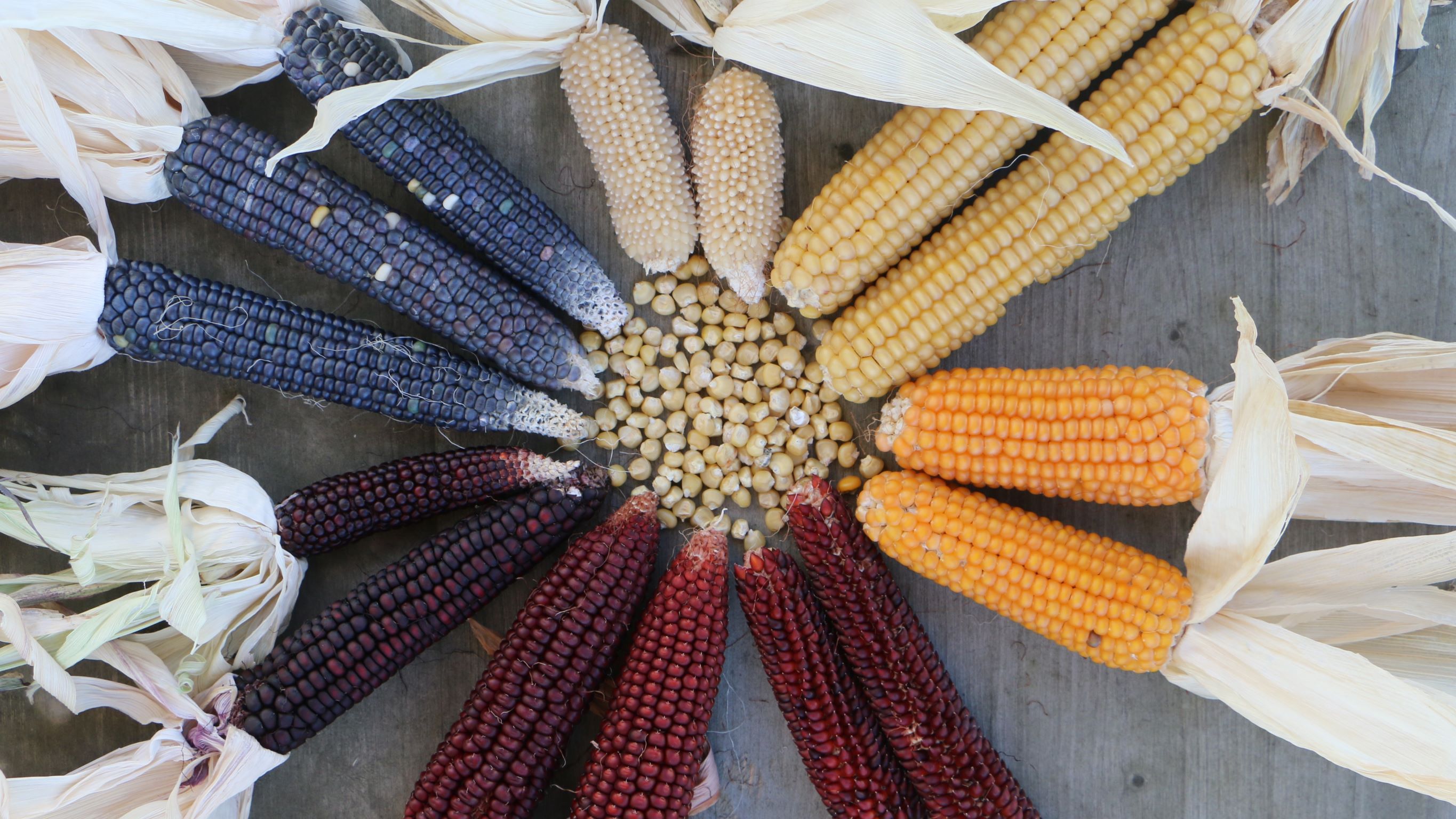 Nebeneinander liegen blaue, rote, gelbe und weisse Kolben von Ribelmais.