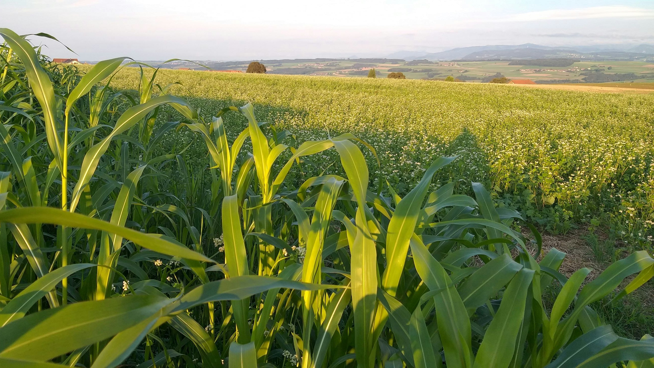 Feld mit Sorghum und Buchweizen als Gründüngung