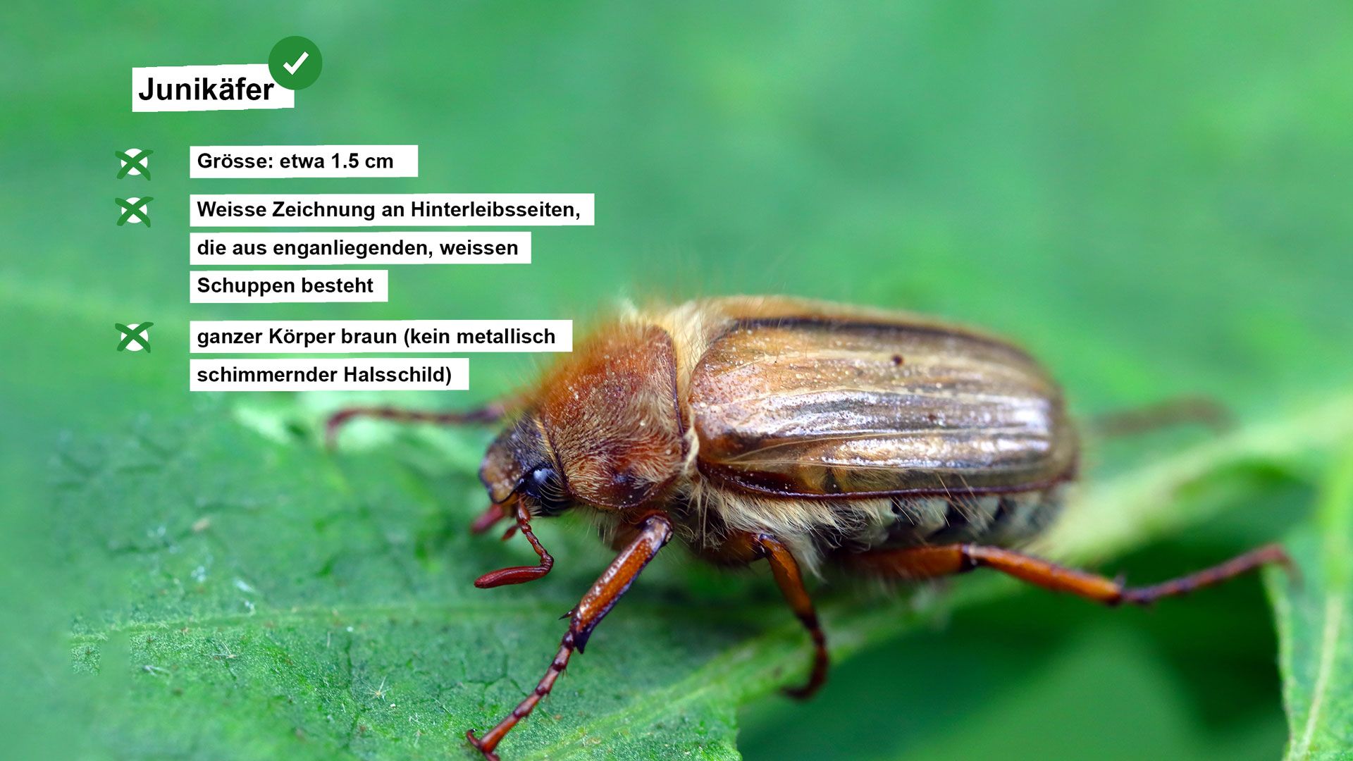 Steckbrief mit Angaben zum Junikäfer