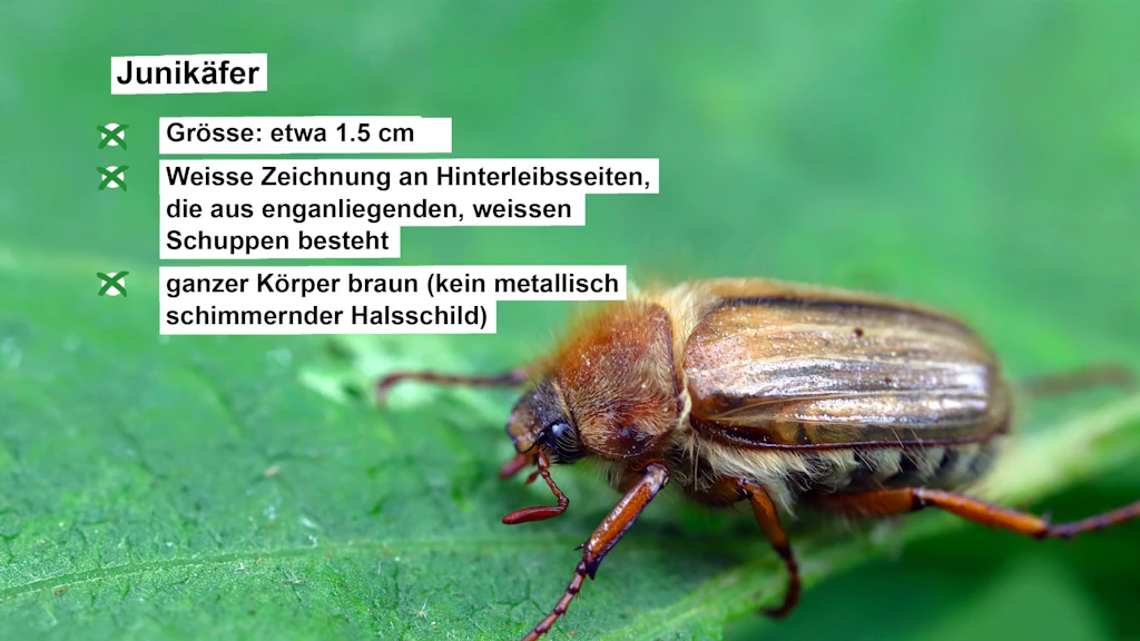 Steckbrief mit Angaben zum Junikäfer