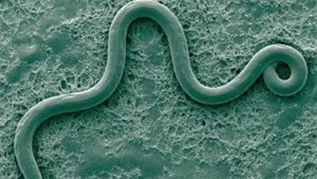 Mikroskopaufnahme einer Kiefernholznematode