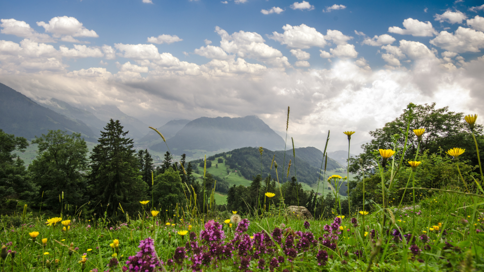 Blumenwiese und Berge im Hintergrund