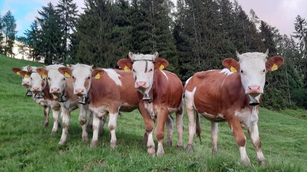 Sechs Kühe stehen auf einer Weide und schauen in die Kamera.