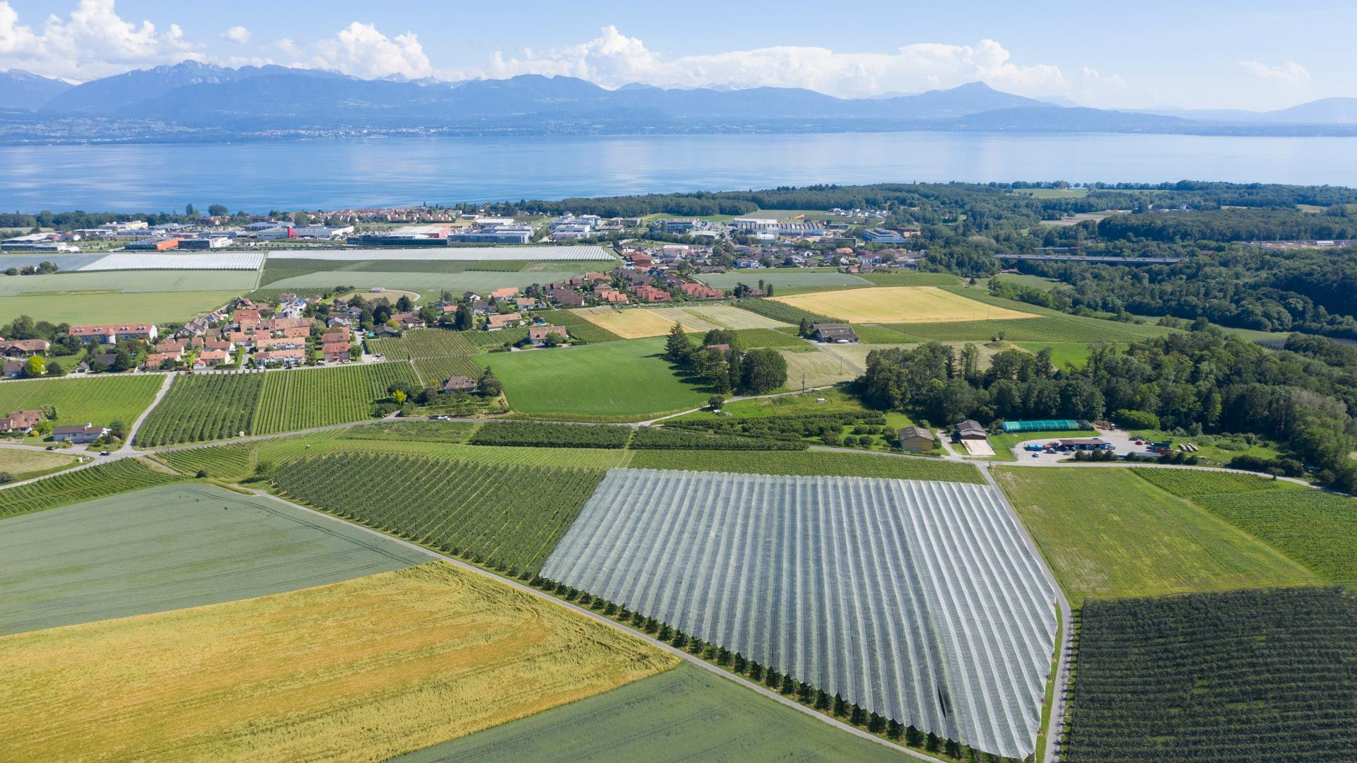 Vogelperspektive Landschaft Obstbau Waadt im Sommer in der Nähe des Sees.