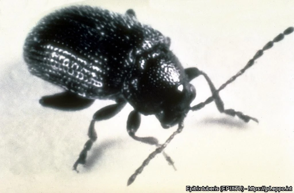 Adulter Kartoffelerdfloh (Epitrix tuberis)