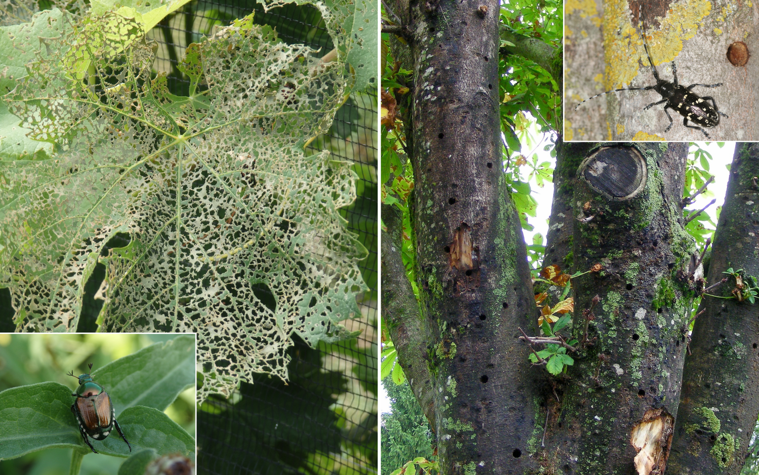 Bild vom Japankäfer und dem Asiatischen Laubholzbockkäfer und ihre Schadsymptome