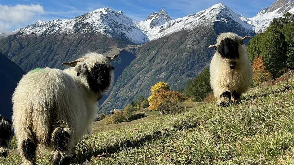 Zwei Walliser Schwarznasenschafe auf einer Alpe im Lötschental