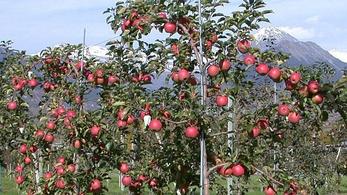 Apfelplantage mit einem kleinen Apfelbaum im Vordergrund und roten Äpfel.
