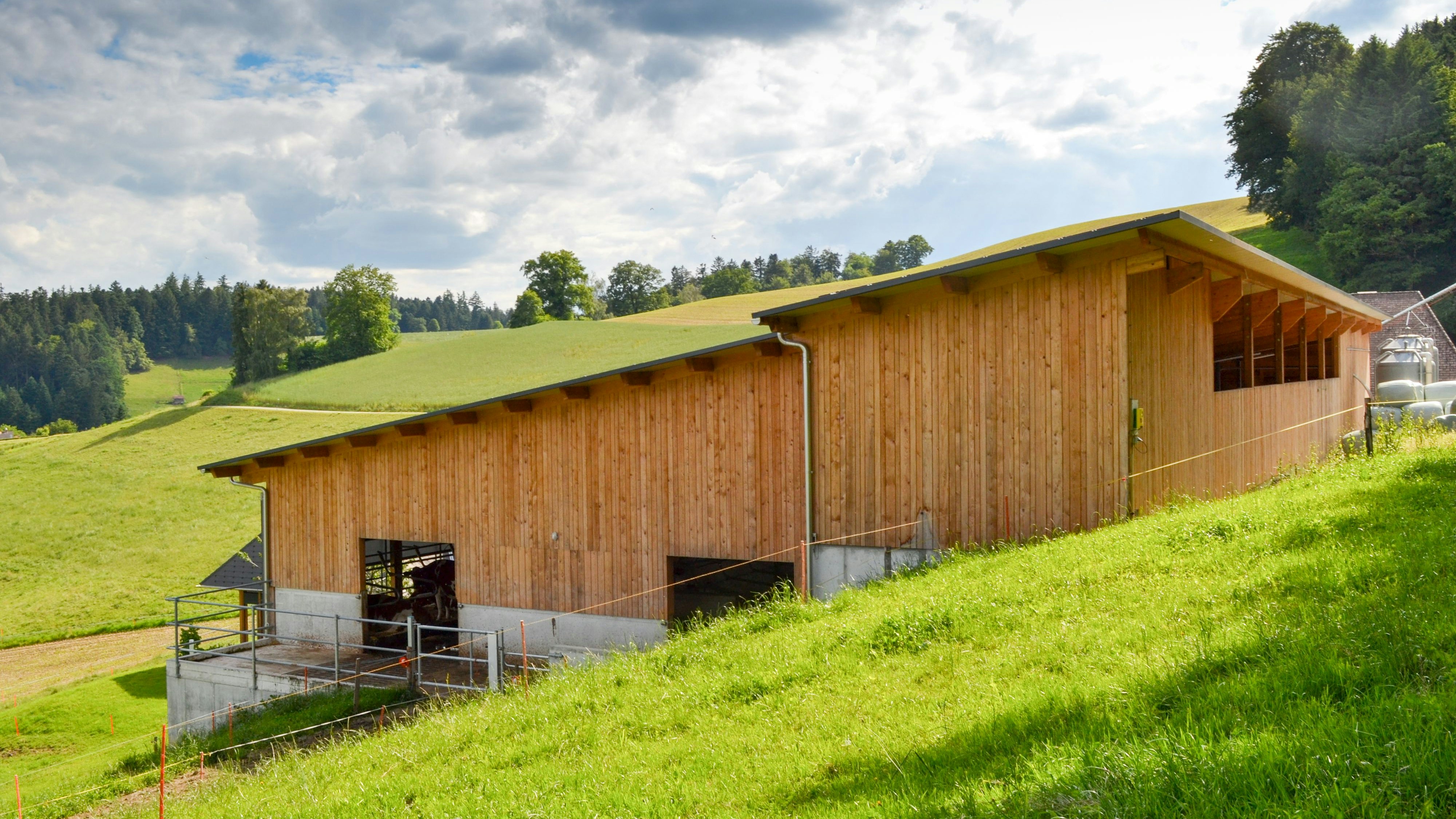 Neugebauter Rindviehstall mit Auslauf, mit holzverkleideter Fassade, in abfallendes Gelände eingebettet.