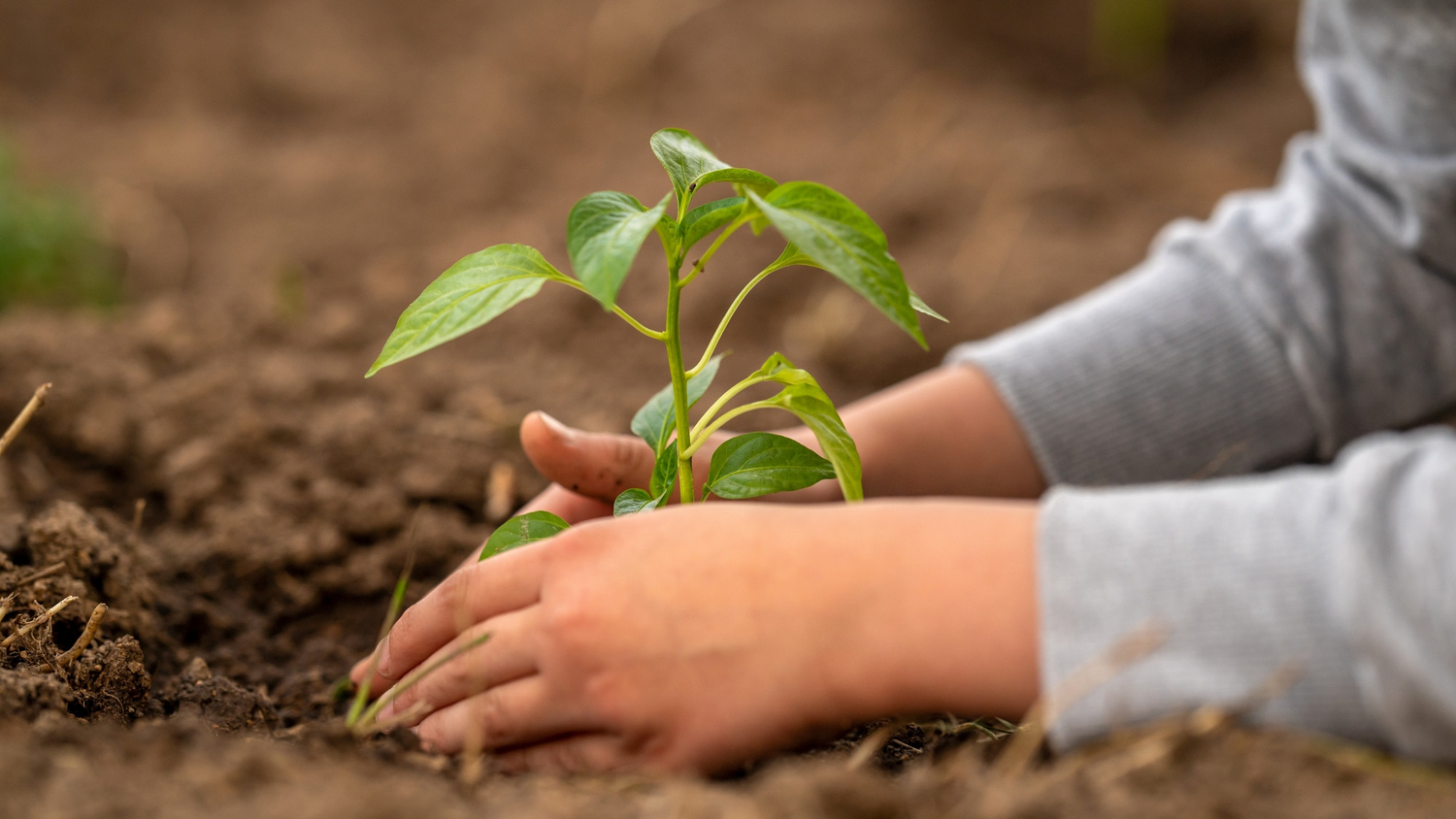 Hand schützt eine Jungpflanze in der Erde