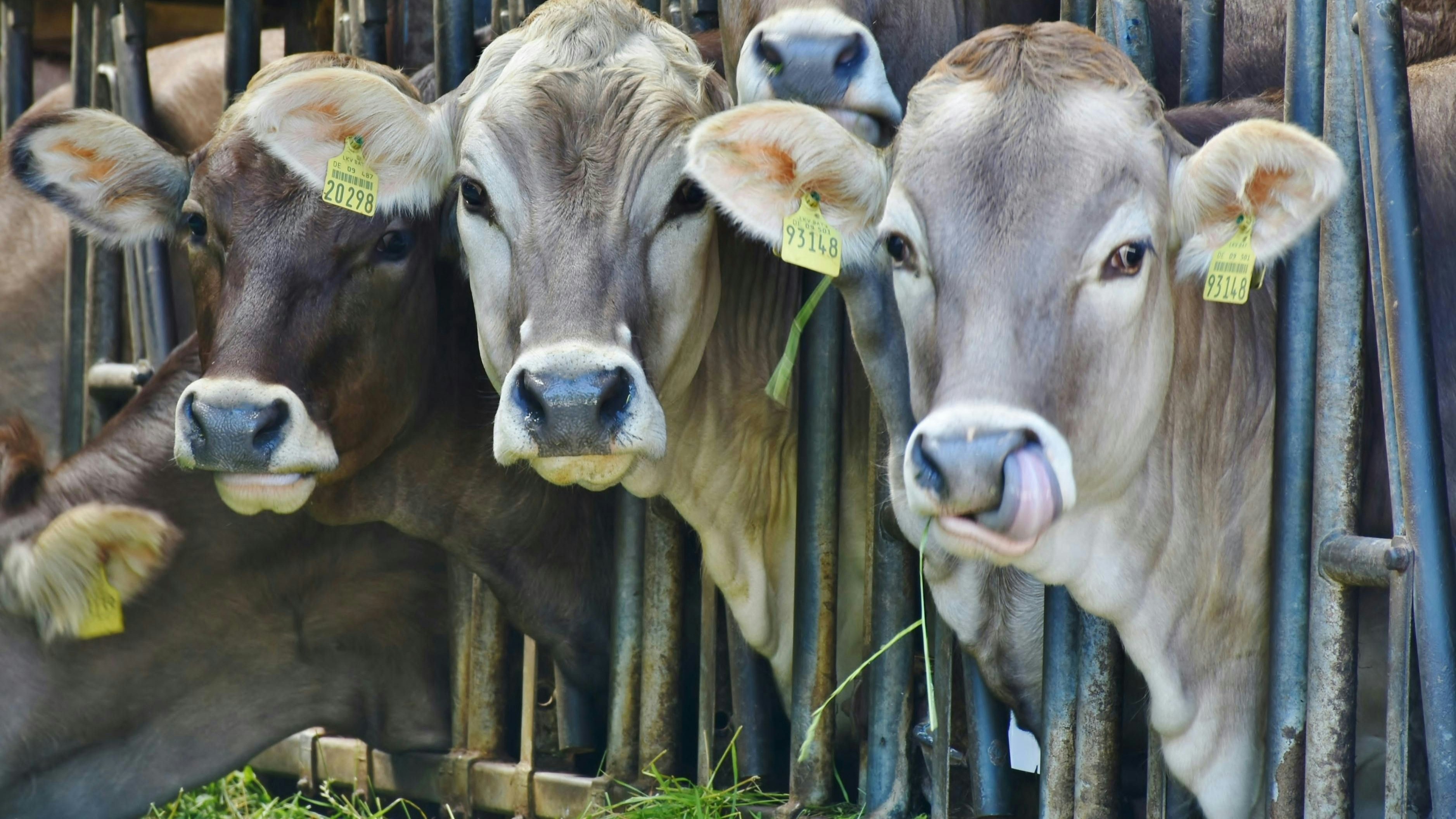 Neugierige Braunviehrinder schauen zur Kamera