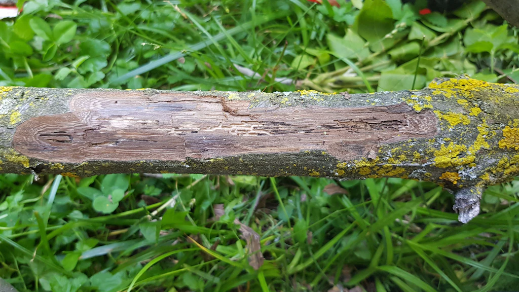 Entrindeter Ast einer schwarzen Walnuss (Juglans nigra) mit Frassgängen des Walnussborkenkäfers.