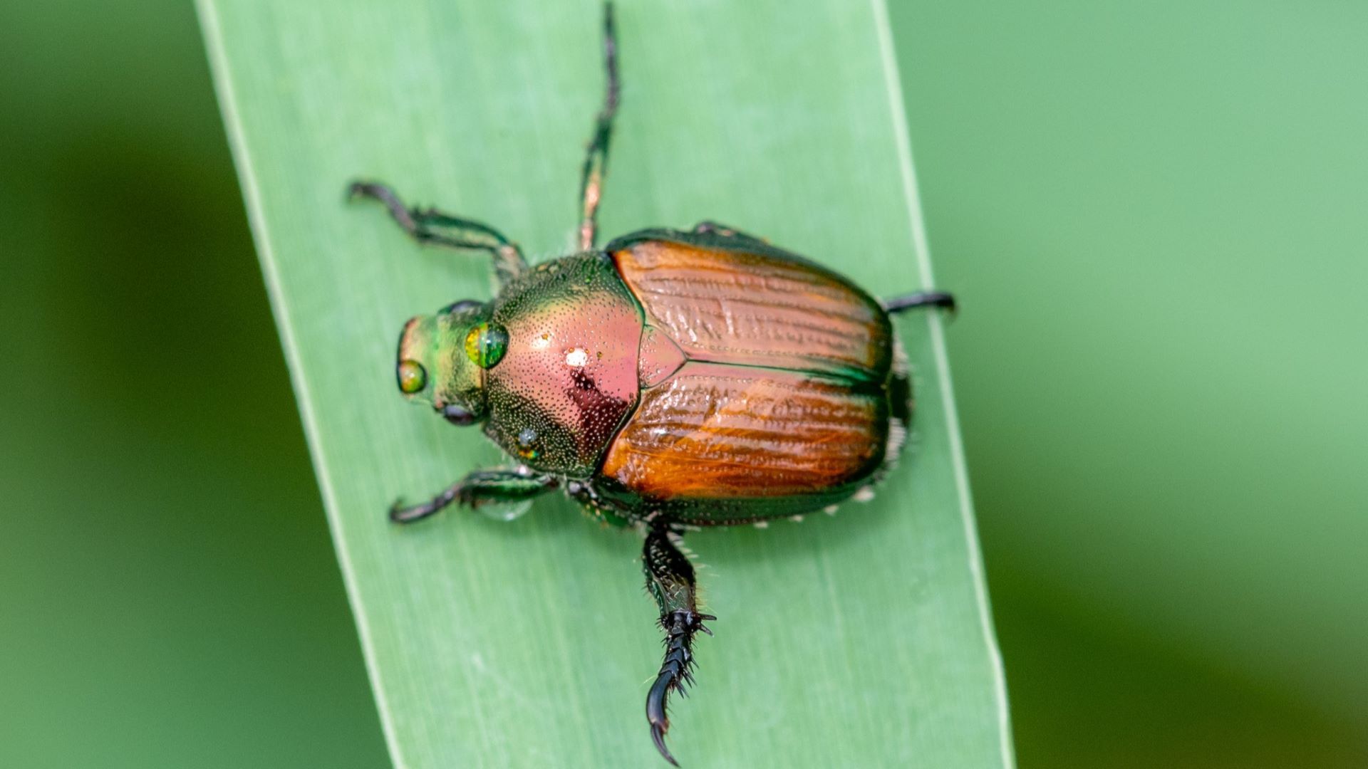 Japankäfer in Nahaufnahme von oben auf einem Halm