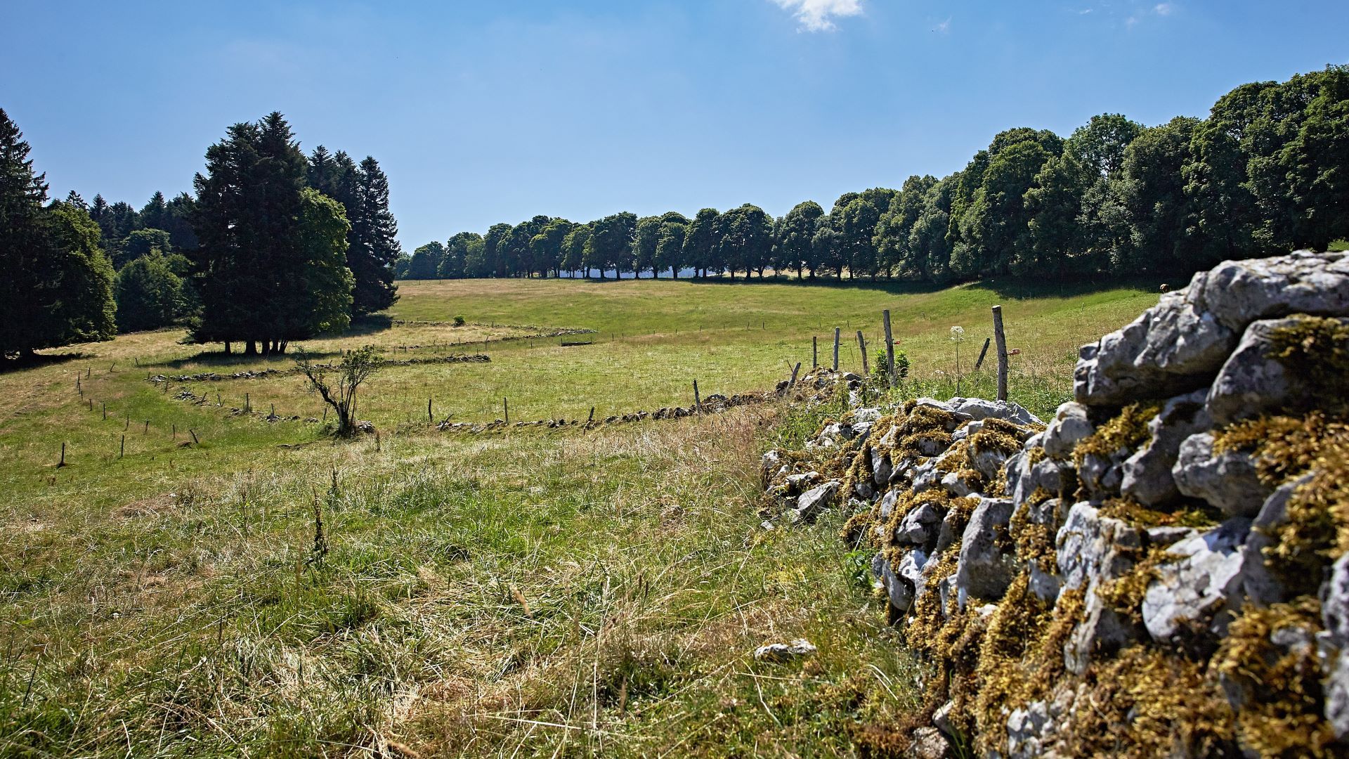 Trockensteinmauer, Einzelbäume und Allee