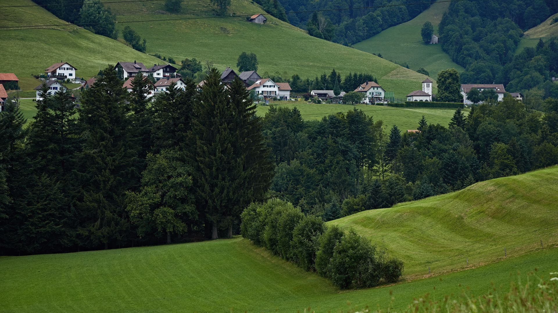 Haselhag umgeben von Wiesen 