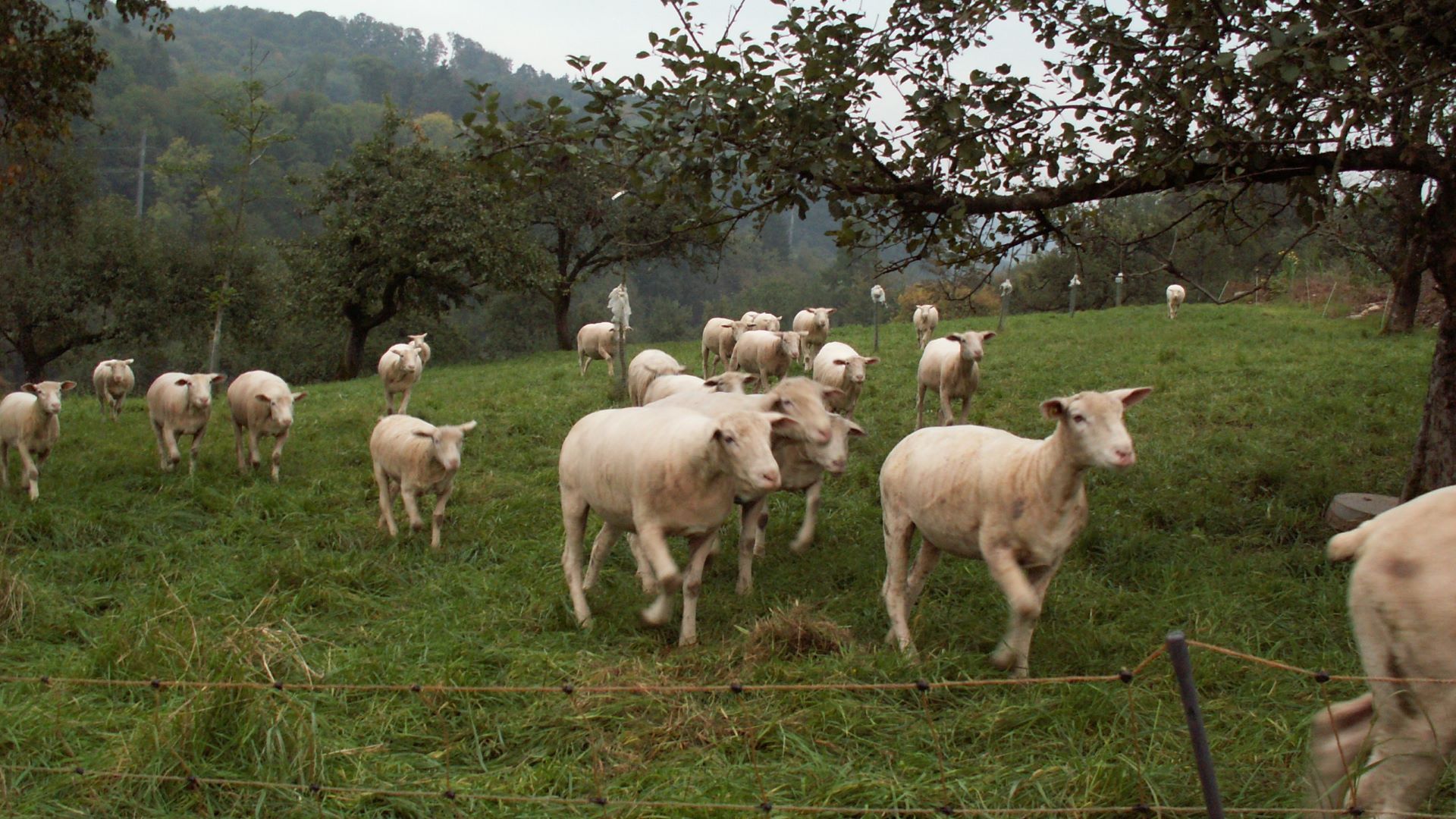 Mehrere Schafe auf einer Hügeligen Wiese.