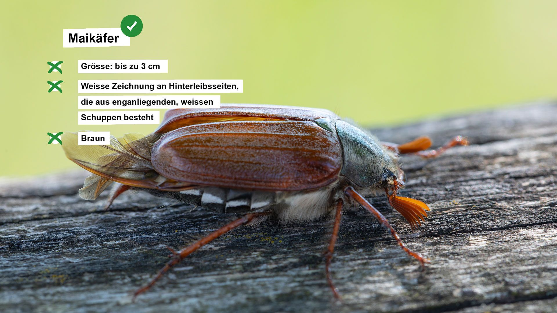 Steckbrief mit Angaben zum Maikäfer