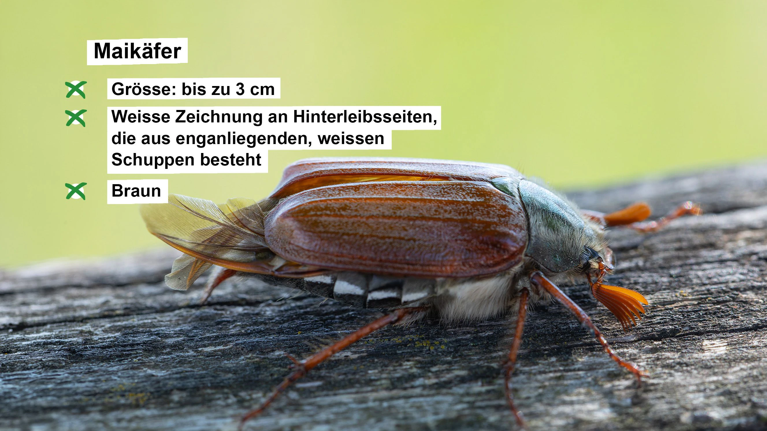 Steckbrief mit Angaben zum Maikäfer