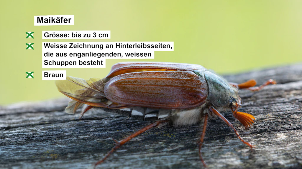 Steckbrief mit Angaben zum Maikäfer
