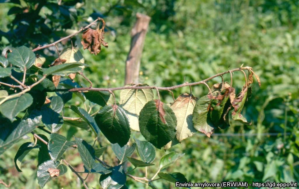 Typische Welkesymptome verursacht durch Erwinia amylovora auf Blätter eines Apfelbaumes