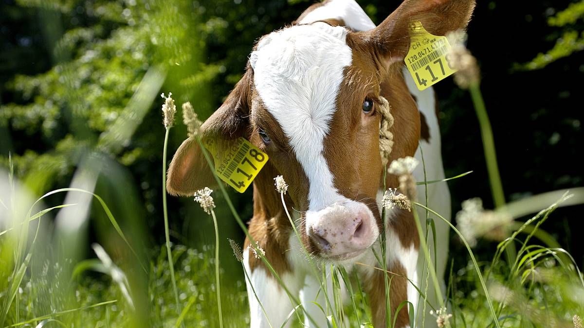 Red Holstein Kalb