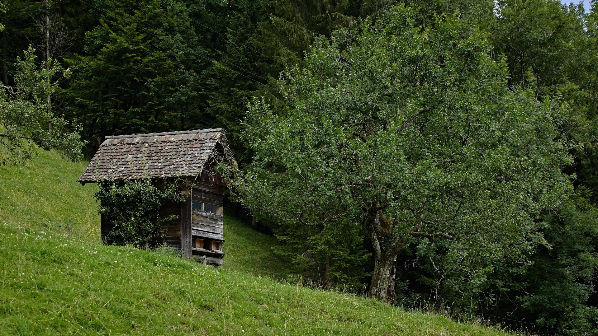 Traditionelles Bienenhäuschen, daneben ein einzelbaum und umgeben von Wiesen und Weiden.