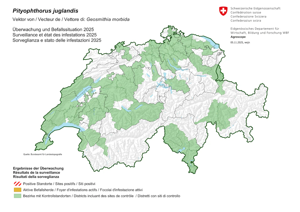 Überwachung und Befallssituation Pityophthorus juglandis 2025
