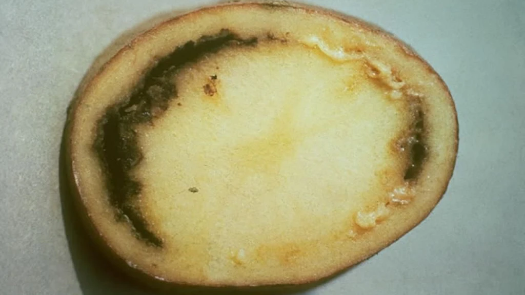 Querschnitt durch eine von Ringfäule betroffene Kartoffelknolle