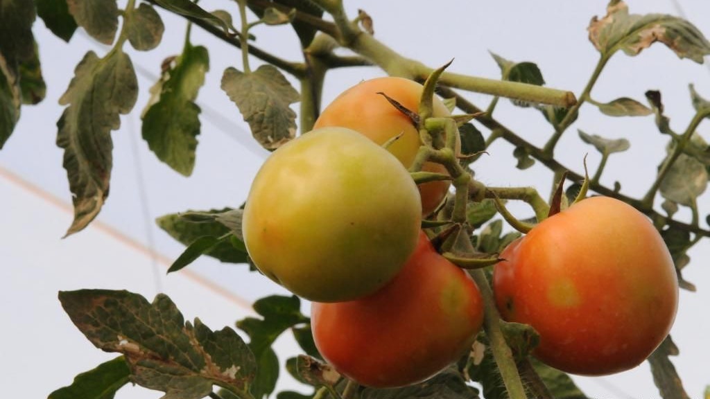 Taches de décoloration sur des fruits de tomates dues au ToBRFV