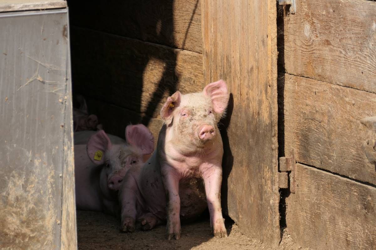 Zwei Schweine am Schatten