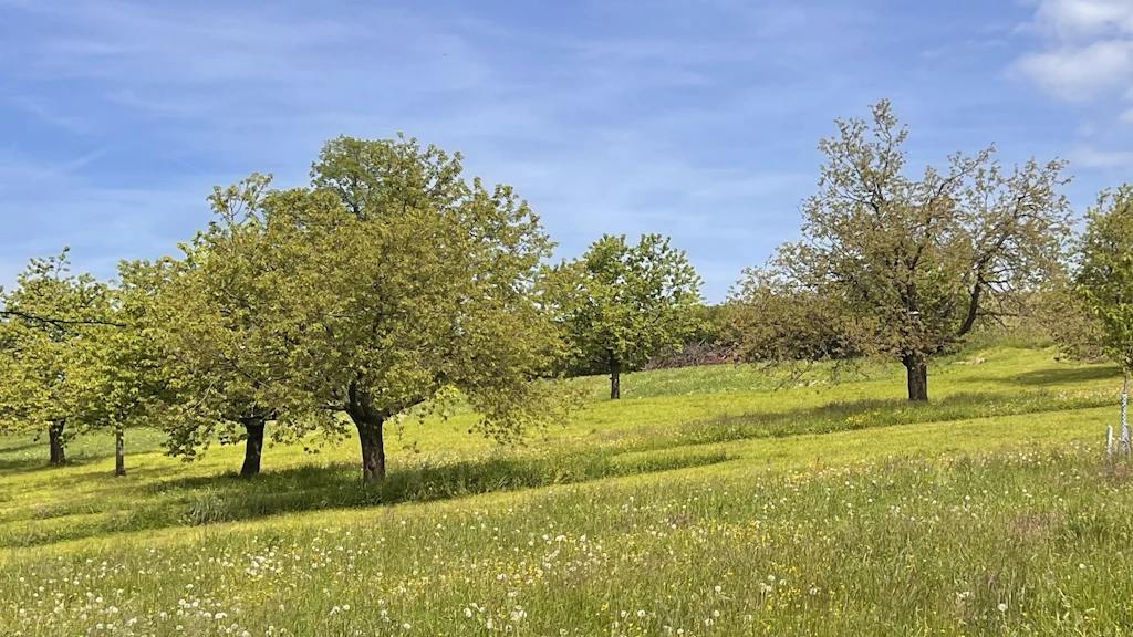 Artenreiche Wiese mit blühenden Margeriten und Wegwarten