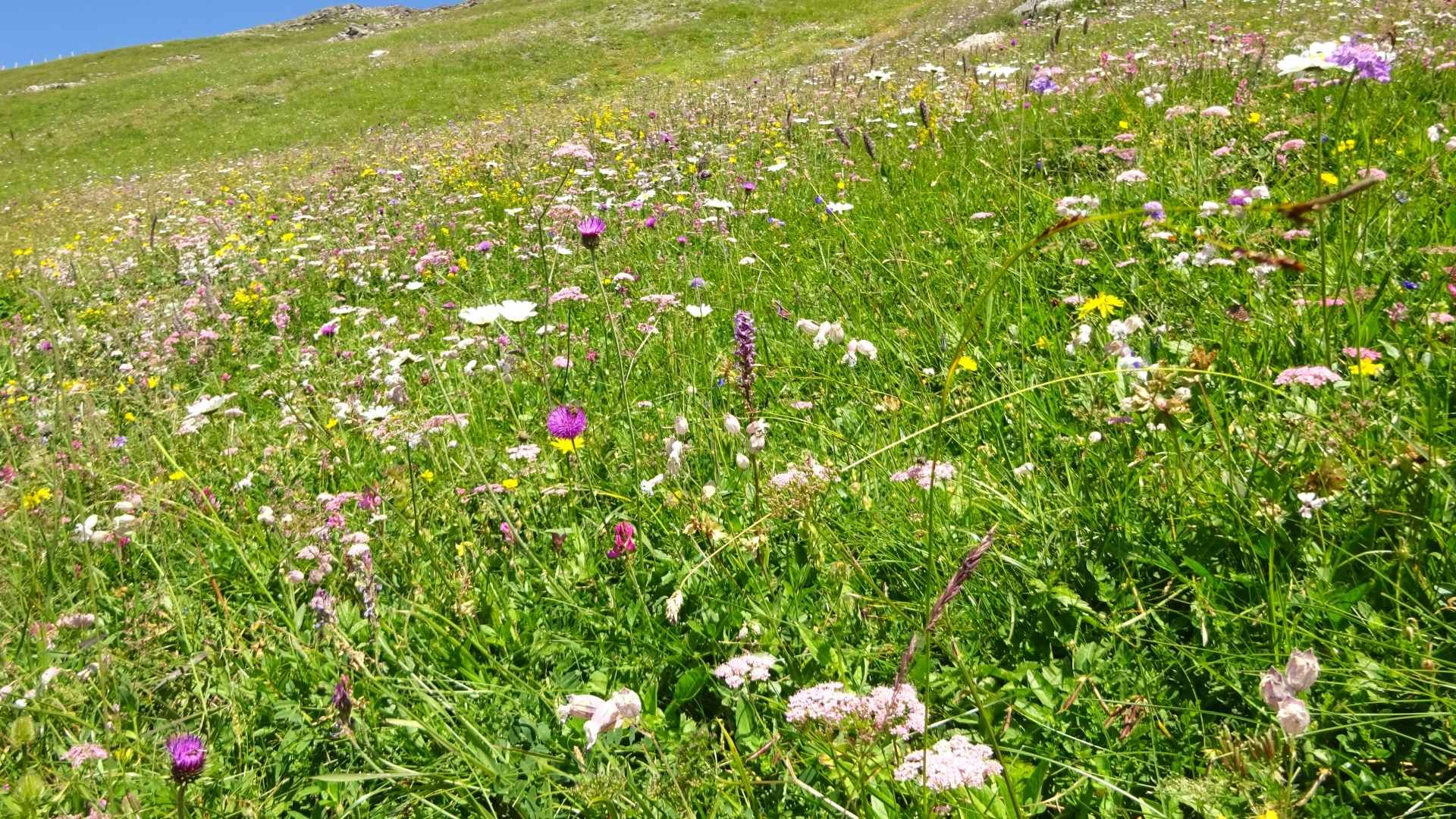 alpine Wiese mit vielen Blumen