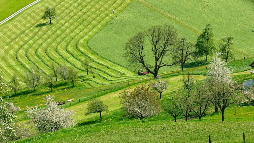 Two farmers are mowing a large meadow with a tractor on a sunny day. In the foreground, there is an orchard with some trees in bloom.  