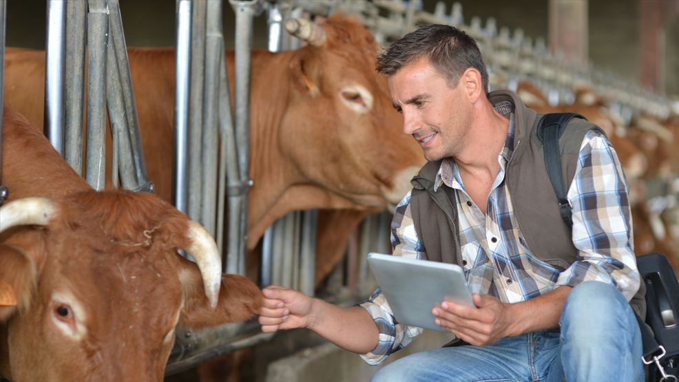 Breeder in cow barn using digital tablet.