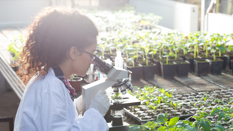 Young biologist looking at microscope with seedlings around her in greenhouse.