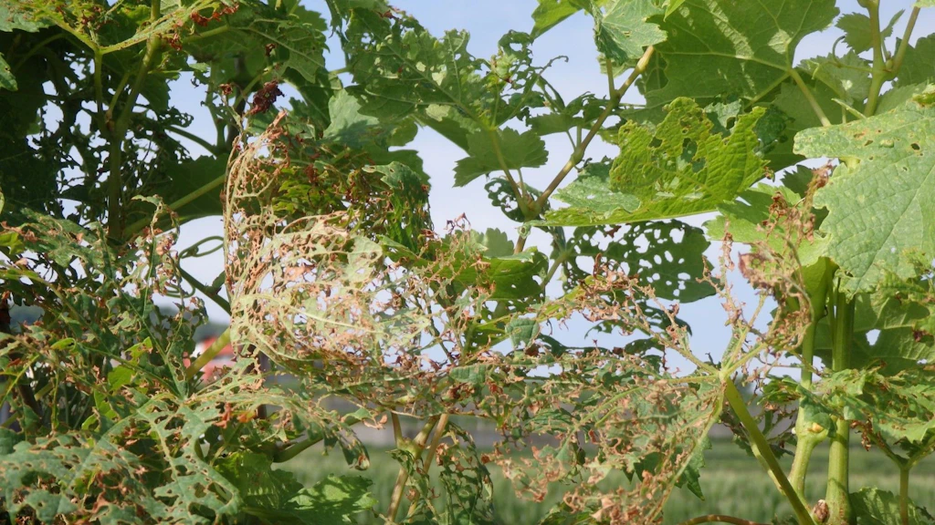 A vine with leaves that are heavily perforated and skeletonised; only the leaf veins remain. 
