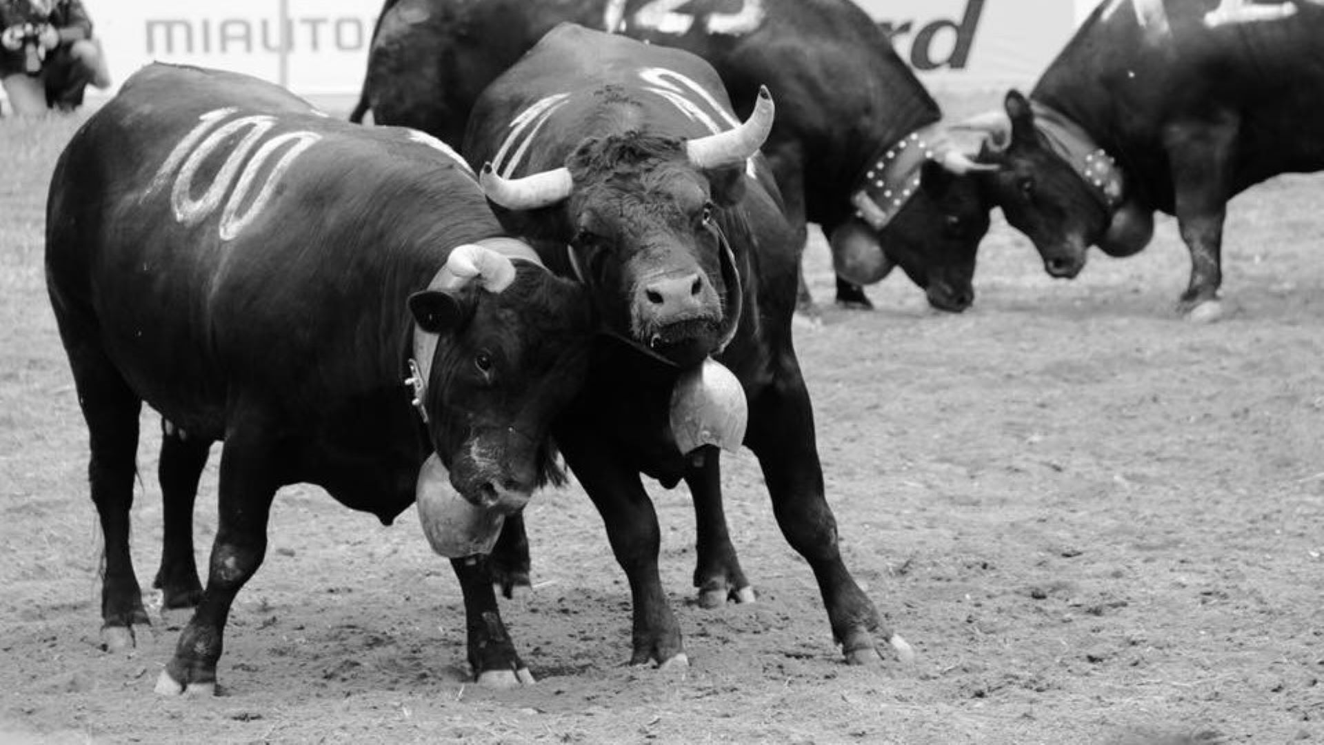 Eringer cows in a fight