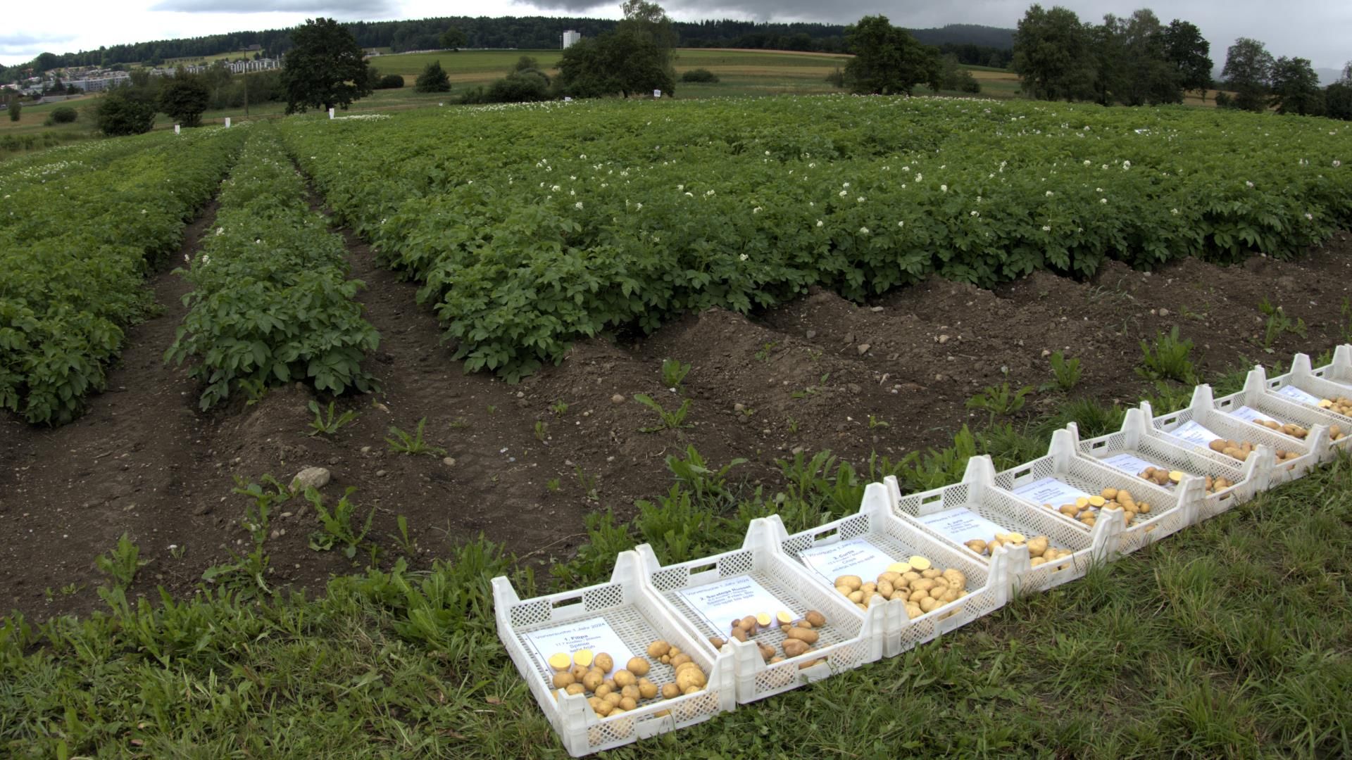 Boxes of tuber samples from different potato varieties in front of the field trial.