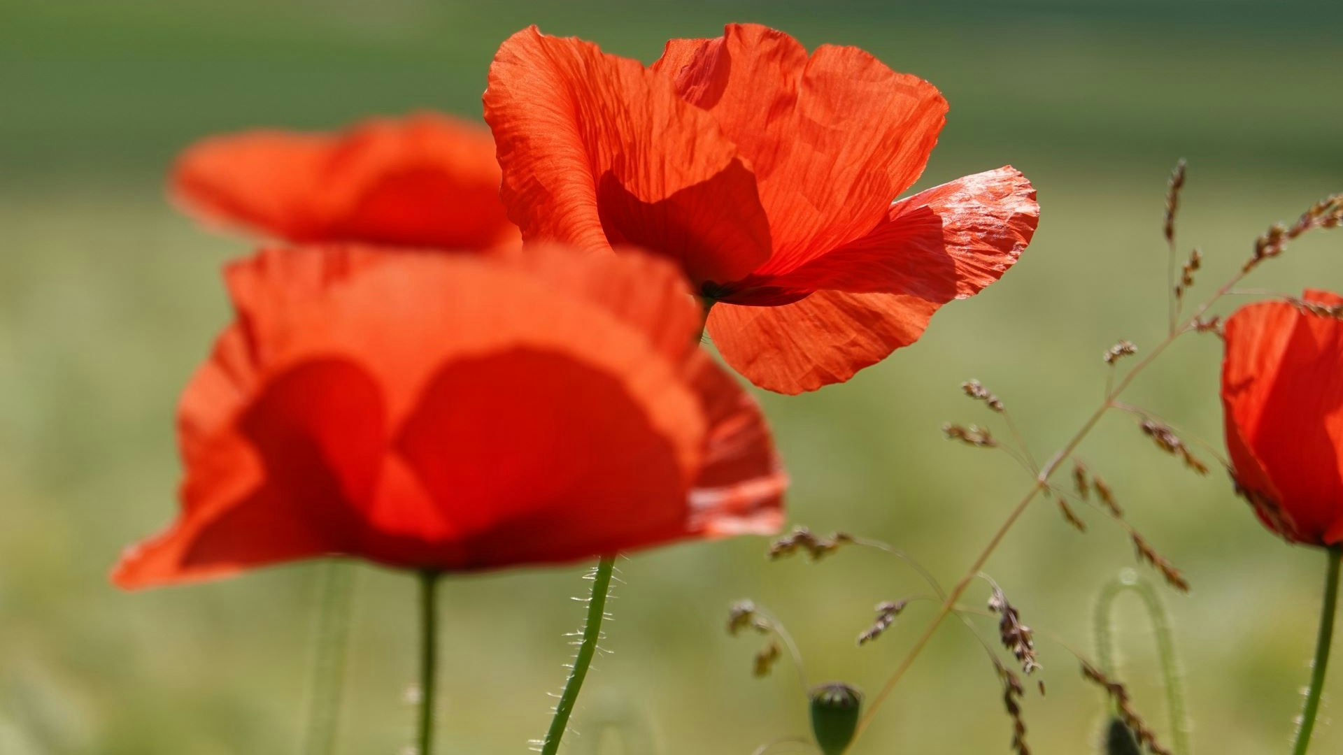 Two red poppies with a green background.