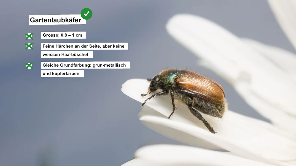 Fact sheet on the garden chafer