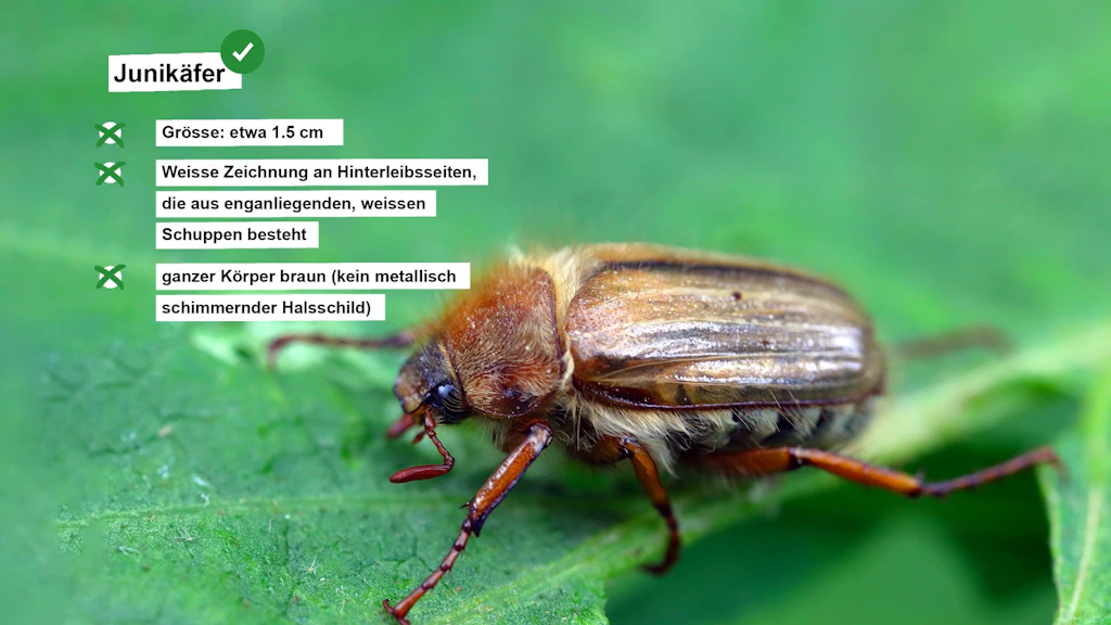 Fact sheet on the June beetle
