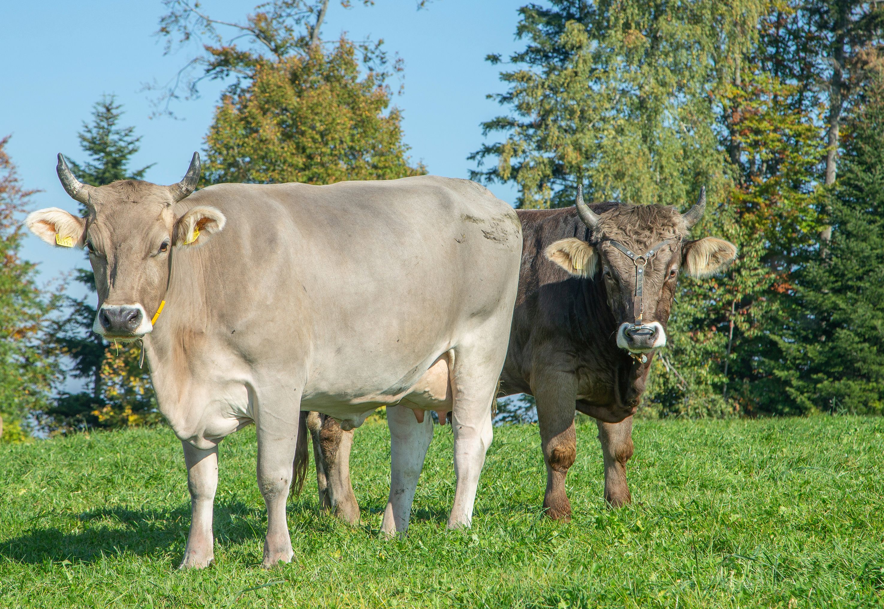A cow and a bull of the Braunvieh breed are standing in a pasture.